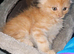 2 male mainecoon purebred kittens
