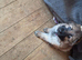 4 super GSD puppies ready in 2 weeks
