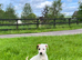 Jack Russell puppies