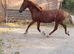 Welsh C type Mare