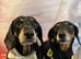 Male Miniature Dachshund For Sale