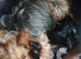 Mini mini Yorkshire Terrier pups
