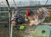Blue mottled pekin bantam hatching eggs
