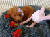 Miniature Poodle.