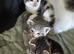 5 Kittens For Sale - Ready 14th may