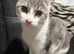 Kittens available for rehome