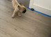 Puppies Looking for a new home