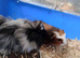 Beautiful pair of boys guinea pigs ready now
