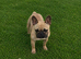 Fully Trained Adult French Bulldogs