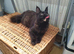 Maine coon