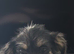 Female old cavalier king Charles cross for sale