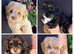 TINY TOY MALTIPOO’S Health tested parents