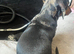 Miniature dachshund
