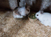 Mini rex x mini lion head