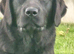 10 Month Old Labrador Female.