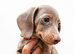 Miniature dachshunds health clear