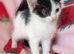 Very pretty kittens, wormed/flead/litter trained Prices vary