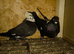 I have some gud birds for sale