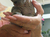 canadian sphynx