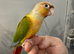 2 hand reared baby conure parrots
