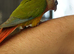 Two Tame green Cheek Conures