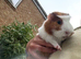 4 month old bonded boys