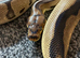Leopard clown royal python