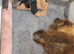 Chaffy puppies