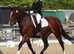 Schooling or competition livery