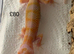 Albino leopard gecko cb26