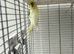 Lemon Yellow Male Budgie