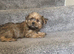 Imperial shih tzu x Yorkshire terrier puppys