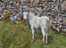 2 x spotted bred filly foals
