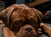 STUD Dogue de Bordeaux