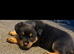 Rottweiler puppy