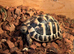 Herman’s tortoise And set up stourbridge