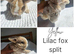 MINI PLUSH LOPS SUFFOLK