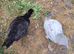 2 polish cross silkie