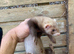 Polecat ferrets