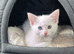 Beautiful white kitten