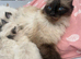 Pure Ragdoll Kittens for Sale