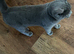 STUNNING PURE BRITISH SHORTHAIR!