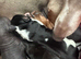 Dachshund cross Chinese crested