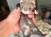 Baby Ferrets - Reserve Now 2 for &pound;100