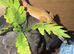 Female Tangerine Leopard Gecko - 2 year old