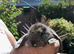 Beautiful baby English Lop rabbits BLACKPOOL AREA