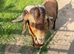 BOER GOAT