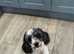 Ready Now Toy Poodle Puppies