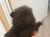Miniature Pomeranian