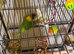 Baby lovebirds
